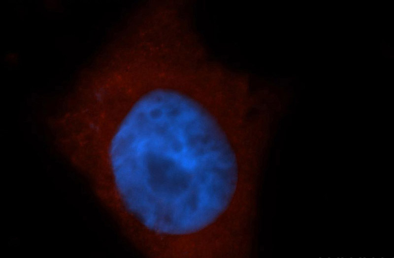 Immunofluorescent analysis of HepG2 cells, using DRG2 antibody Catalog No:110021 at 1:50 dilution and Rhodamine-labeled goat anti-rabbit IgG (red). Blue pseudocolor = DAPI (fluorescent DNA dye).
