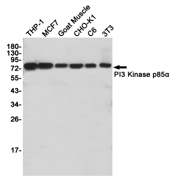 Western blot detection of PI3 Kinase p85α in THP-1,MCF7,Goat Muscle,CHO-K1,C6,3T3 cell lysates using PI3 Kinase p85α (3H5) Mouse mAb(1:1000 diluted).Predicted band size:85KDa.Observed band size:85KDa.