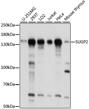 Western blot - SUGP2 Polyclonal Antibody 