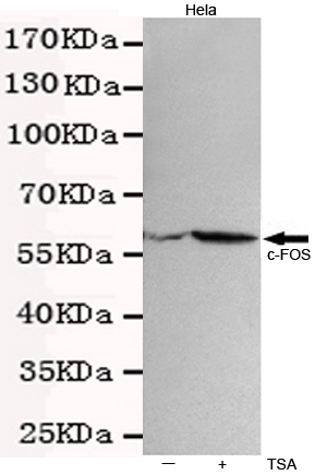 Western blot detection of c-Fos in Hela(TSA treated ) and Hela cell lysates using c-Fos mouse mAb (1:500 diluted).Predicted band size:62KDa.Observed band size:62KDa.