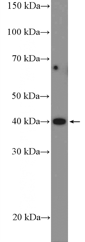 K-562 cells were subjected to SDS PAGE followed by western blot with Catalog No:110020(DRG1 Antibody) at dilution of 1:600