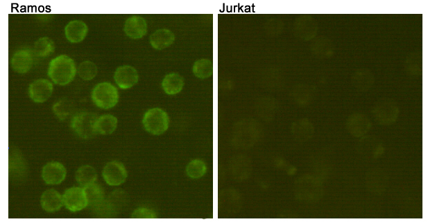 Confocal immunofluorescent analysis of Ramos (positive cell, left) and Jurkat (negative cell, right) using anti-CD19-FITC mouse mAb (dilution 1:100).
