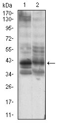 Western blot analysis using B3GALT4 mouse mAb against PANC-1 (1), PC-3 (2) cell lysate.