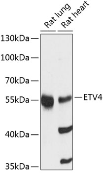 Western blot - ETV4 Polyclonal Antibody 