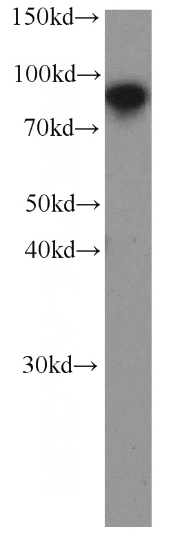 HEK-293 cells were subjected to SDS PAGE followed by western blot with Catalog No:107626(TLE3 antibody) at dilution of 1:1000