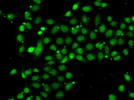 Immunofluorescence - ACTL6B Polyclonal Antibody 