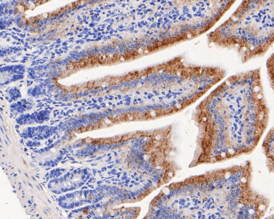 Fig6:; Immunohistochemical analysis of paraffin-embedded mouse colon tissue using anti-NHE-1 antibody. The section was pre-treated using heat mediated antigen retrieval with Tris-EDTA buffer (pH 8.0-8.4) for 20 minutes.The tissues were blocked in 5% BSA for 30 minutes at room temperature, washed with ddH; 2; O and PBS, and then probed with the primary antibody ( 1/100) for 30 minutes at room temperature. The detection was performed using an HRP conjugated compact polymer system. DAB was used as the chromogen. Tissues were counterstained with hematoxylin and mounted with DPX.