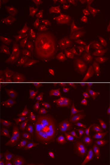 Immunofluorescence - GORASP1 Polyclonal Antibody 