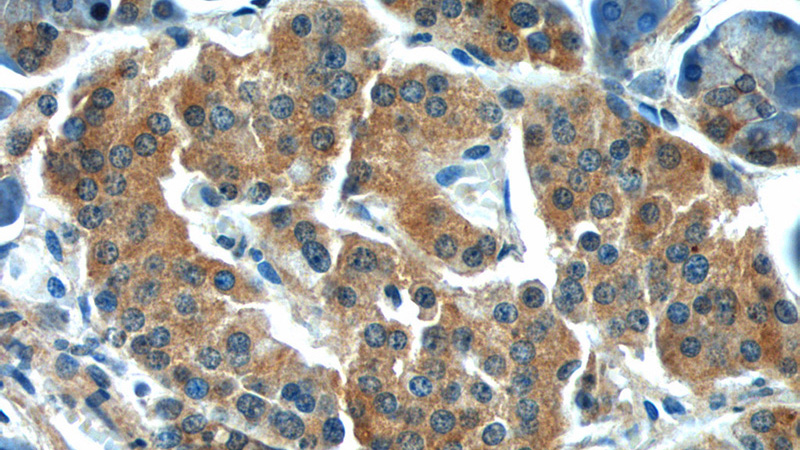 Immunohistochemistry of paraffin-embedded human pancreas tissue slide using Catalog No:112795(MTR Antibody) at dilution of 1:50 (under 40x lens)