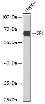 Western blot - SF1 Polyclonal Antibody 