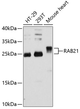 Western blot - RAB21 Polyclonal Antibody 