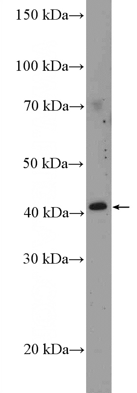mouse liver tissue were subjected to SDS PAGE followed by western blot with Catalog No:108564(C10orf46 Antibody) at dilution of 1:600