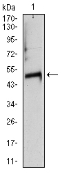 Fig2: Western blot analysis of TUBA8 on at heart tissue lysate using anti-TUBA8 antibody at 1/1,000 dilution.