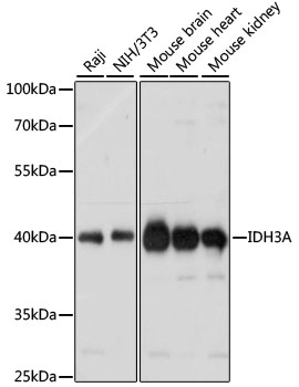 Western blot - IDH3A Polyclonal Antibody 