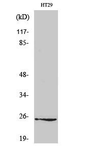 Fig1:; Western Blot analysis of various cells using Connexin 25 Polyclonal Antibody diluted at 1: 500