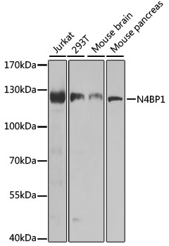 Western blot - N4BP1 Polyclonal Antibody 