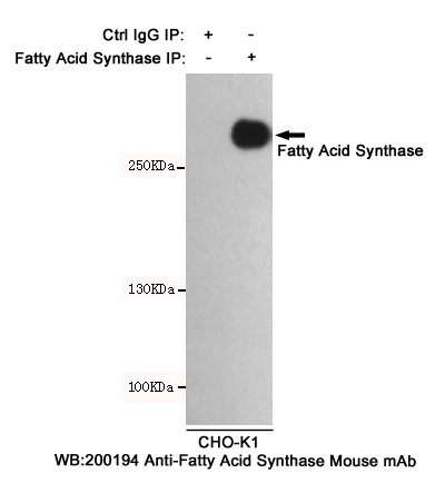 Immunoprecipitation analysis of CHO-K1 cell lysates using Fatty Acid Synthase mouse mAb.