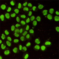 Immunofluorescent analysis of Hela cells using Ku80 mouse mAb (1:400).