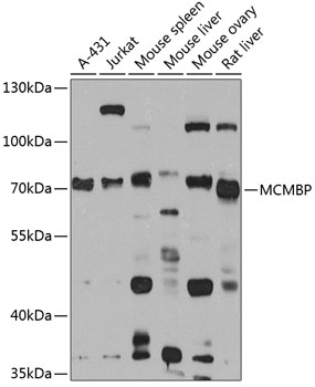 Western blot - MCMBP Polyclonal Antibody 