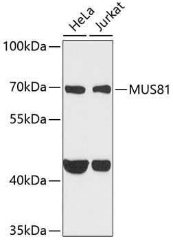 Western blot - MUS81 Polyclonal Antibody 