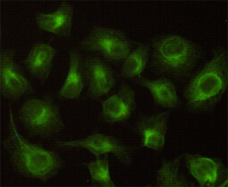 Immunocytochemistry stain of Hela using CBR1 mouse mAb (1:100).