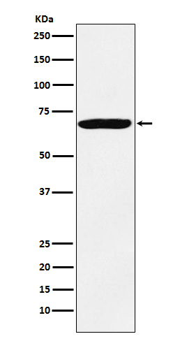 Western blot analysis of IMP3 expression in HeLa cell lysate.