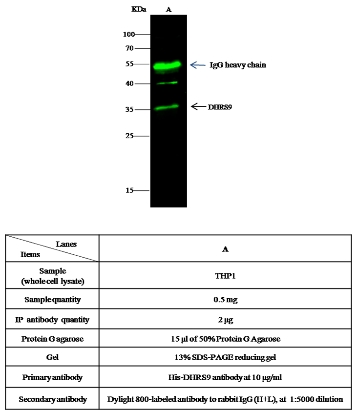 DHRS9 / 3-alpha-HSD Antibody, Rabbit PAb, Antigen Affinity Purified, Immunoprecipitation