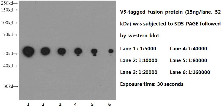 Western blot of V5-tagged fusion protein with V5 tag monoclonal antibody (Catalog No:117343) at various dilutions.