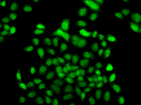 Immunofluorescence - FBXO7 Polyclonal Antibody 