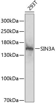 Western blot - SIN3A Polyclonal Antibody 