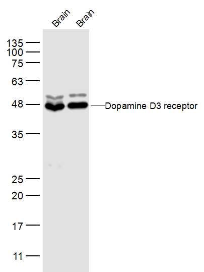 Fig2: Sample:; Brain (Mouse) Lysate at 40 ug; Brain (Rat) Lysate at 40 ug; Primary: Anti-Dopamine D3 receptor at 1/300 dilution; Secondary: IRDye800CW Goat Anti-Rabbit IgG at 1/20000 dilution; Predicted band size: 44 kD; Observed band size: 48 kD