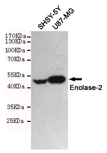 Western blot detection of Enolase-2 in SHSY-5Y and U87-MG cell lysates using Enolase-2 mouse mAb (1:1000 diluted).Predicted band size:47KDa.Observed band size:47KDa.