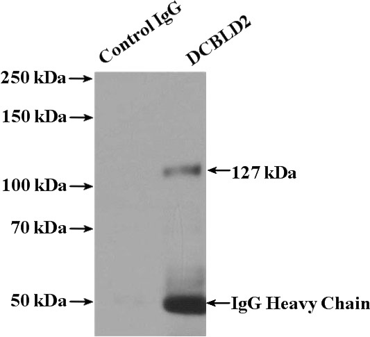 IP Result of anti-DCBLD2 (IP:Catalog No:109882, 4ug; Detection:Catalog No:109882 1:500) with HepG2 cells lysate 2400ug.