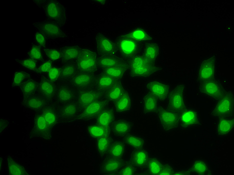 Immunofluorescence - MAD1L1 Polyclonal Antibody 
