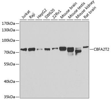 Western blot - CBFA2T2 Polyclonal Antibody 