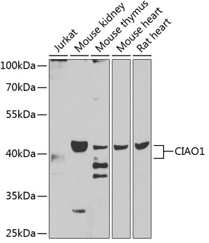 Western blot - CIAO1 Polyclonal Antibody 