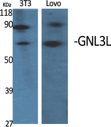 Fig1:; Western Blot analysis of various cells using GNL3L Polyclonal Antibody diluted at 1: 2000 cells nucleus extracted by Minute TM Cytoplasmic and Nuclear Fractionation kit (SC-003,Inventbiotech,MN,USA).