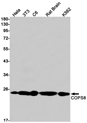 Western blot detection of COPS8 in Hela,3T3,C6,Rat Brain,K562 cell lysates using COPS8 Rabbit mAb(1:1000 diluted).Predicted band size:23kDa.Observed band size:23kDa.