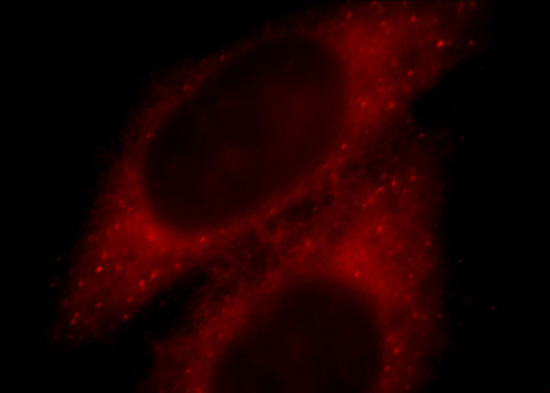 Immunofluorescent analysis of HepG2 cells, using PRDX1 antibody Catalog No:114176 at 1:25 dilution and Rhodamine-labeled goat anti-rabbit IgG (red).