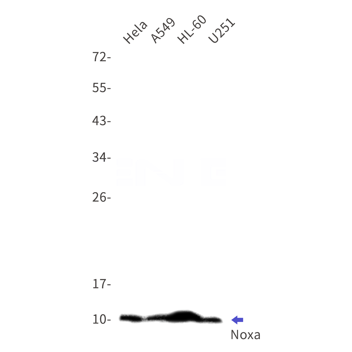 Western blot detection of Noxa in Hela,A549,HL-60,U251 cell lysates using Noxa Rabbit mAb(1:1000 diluted).Predicted band size:6kDa.Observed band size:10kDa.