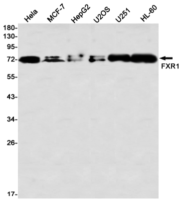 Western blot detection of FXR1 in Hela,MCF-7,HepG2,U2OS,U251,HL-60 using FXR1 Rabbit mAb(1:1000 diluted)