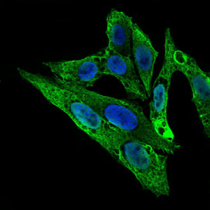 Immunofluorescence analysis of HepG2 cells using ARHGDIA mouse mAb (green). Blue