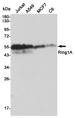 Western blot analysis of extracts from Jurkat,A549,MCF7 and C6 cell lysates using Ring1A mouse mAb (1:3000 diluted).Predicted band size:42KDa.Observed band size:54KDa.