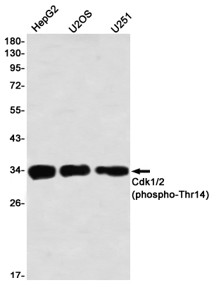 Anti-phospho-Cdk1/2 (Thr14) Rabbit antibody