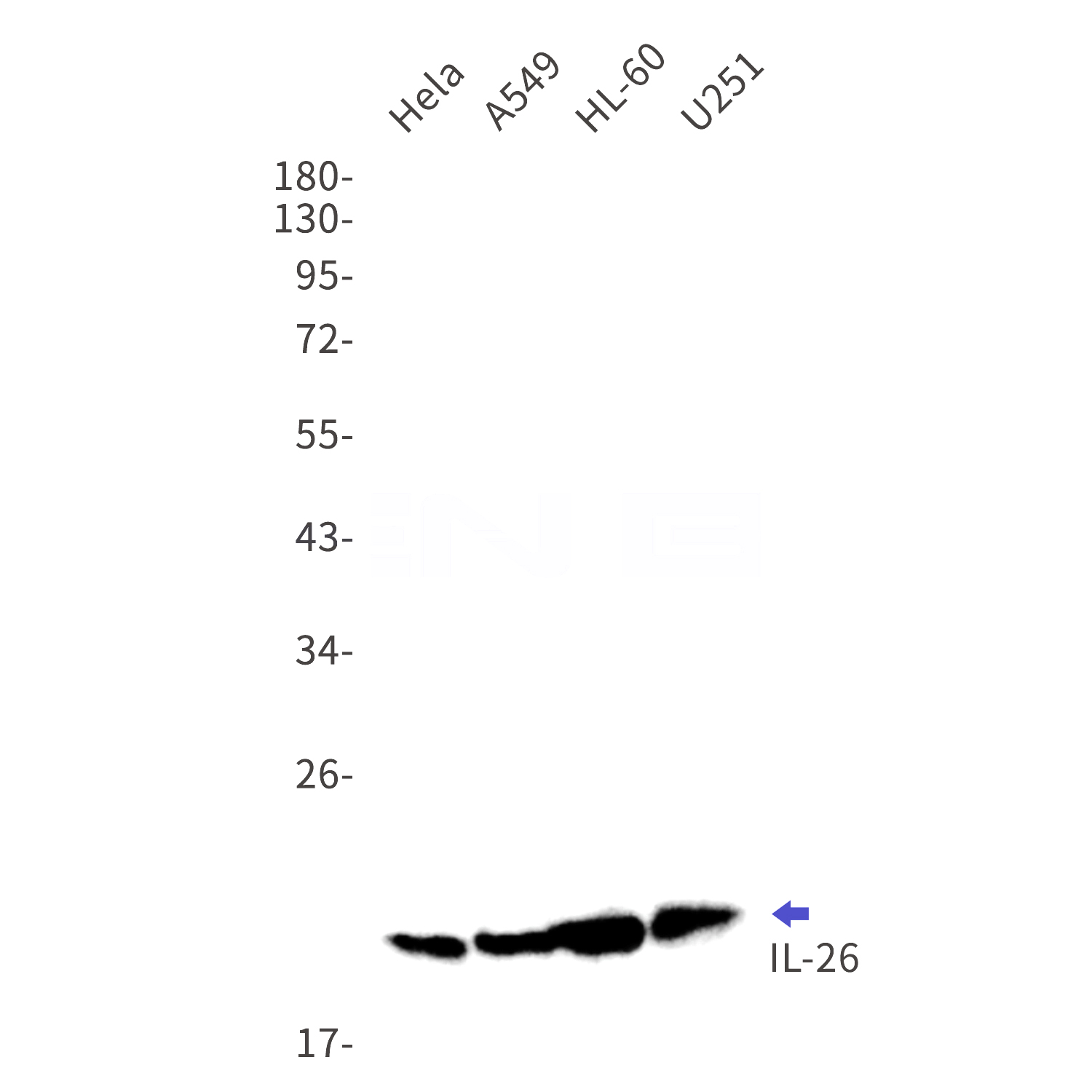 Western blot detection of IL-26 in Hela,A549,HL-60,U251 cell lysates using IL-26 Rabbit mAb(1:1000 diluted).Predicted band size:20kDa.Observed band size:20kDa.
