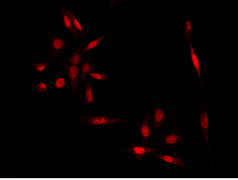 MMP-12 / MMP12 Antibody, Rabbit PAb, Antigen Affinity Purified, Immunofluorescence