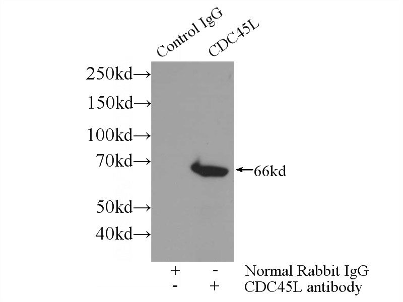 IP Result of anti-CDC45L (IP:Catalog No:109109, 3ug; Detection:Catalog No:109109 1:1000) with K-562 cells lysate 3400ug.