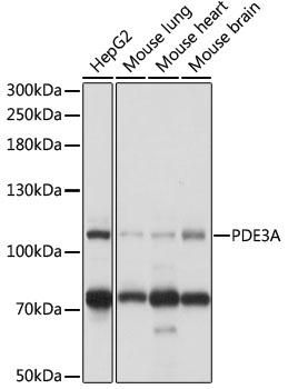 Western blot - PDE3A Polyclonal Antibody 
