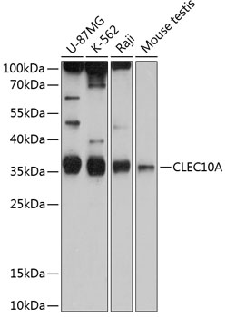 Western blot - CLEC10A Polyclonal Antibody 