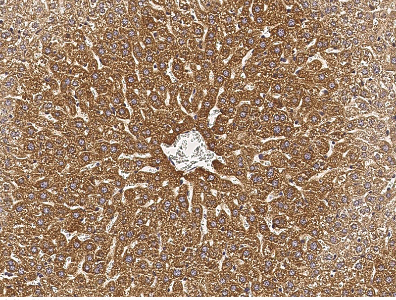 Mouse ALDH3A2 Immunohistochemistry(IHC) 14916
